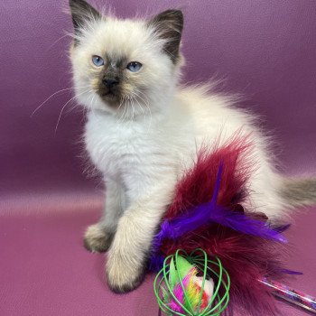 chaton Ragdoll seal point gris Les Ragdolls de la Croisette