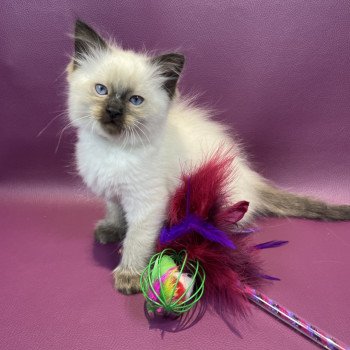 chaton Ragdoll seal point gris Les Ragdolls de la Croisette chaton Ragdoll seal point gris Les Ragdolls de la Croisette
