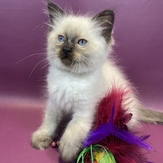 chaton Ragdoll seal point gris Les Ragdolls de la Croisette