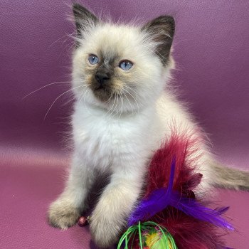 chaton Ragdoll seal point gris Les Ragdolls de la Croisette