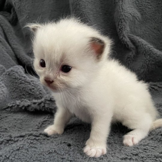 chaton Ragdoll gris Les Ragdolls de la Croisette