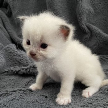 chaton Ragdoll gris Les Ragdolls de la Croisette chaton Ragdoll gris Les Ragdolls de la Croisette