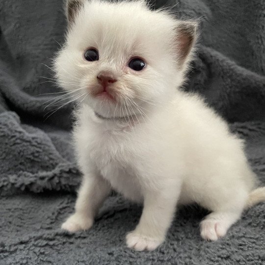 chaton Ragdoll gris Les Ragdolls de la Croisette