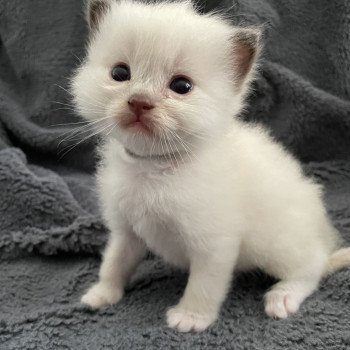 chaton Ragdoll gris Les Ragdolls de la Croisette chaton Ragdoll gris Les Ragdolls de la Croisette