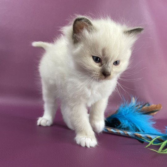 chaton Ragdoll gris Les Ragdolls de la Croisette