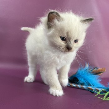 chaton Ragdoll gris Les Ragdolls de la Croisette chaton Ragdoll gris Les Ragdolls de la Croisette