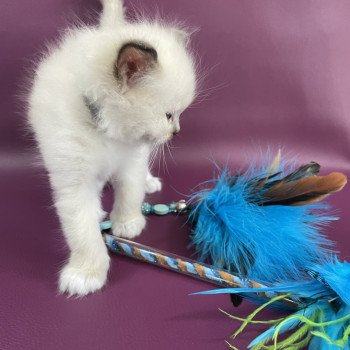 chaton Ragdoll gris Les Ragdolls de la Croisette chaton Ragdoll gris Les Ragdolls de la Croisette