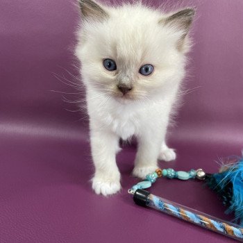 chaton Ragdoll gris Les Ragdolls de la Croisette chaton Ragdoll gris Les Ragdolls de la Croisette