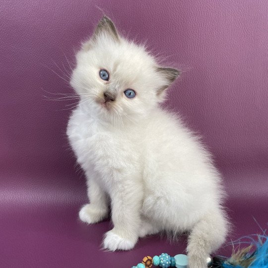 chaton Ragdoll gris Les Ragdolls de la Croisette