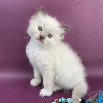 chaton Ragdoll gris Les Ragdolls de la Croisette chaton Ragdoll gris Les Ragdolls de la Croisette