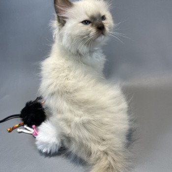 chaton Ragdoll chocolate mink mitted Z'Atlas Les Ragdolls de la Croisette chaton Ragdoll chocolate mink mitted Z'Atlas Les Ragdolls de la Croisette