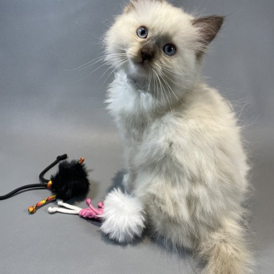 chaton Ragdoll chocolate mink mitted Z'Atlas Les Ragdolls de la Croisette