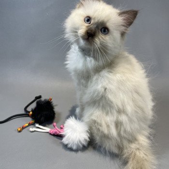chaton Ragdoll chocolate mink mitted Z'Atlas Les Ragdolls de la Croisette chaton Ragdoll chocolate mink mitted Z'Atlas Les Ragdolls de la Croisette