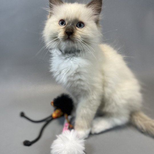 chaton Ragdoll chocolate mink mitted Z'Atlas Les Ragdolls de la Croisette