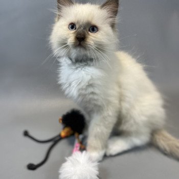 chaton Ragdoll chocolate mink mitted Z'Atlas Les Ragdolls de la Croisette chaton Ragdoll chocolate mink mitted Z'Atlas Les Ragdolls de la Croisette