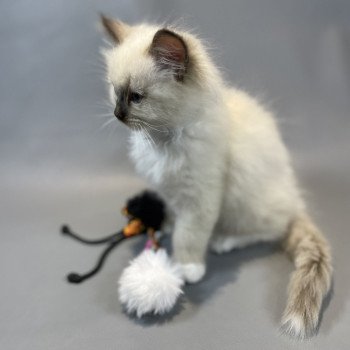 chaton Ragdoll chocolate mink mitted Z'Atlas Les Ragdolls de la Croisette chaton Ragdoll chocolate mink mitted Z'Atlas Les Ragdolls de la Croisette