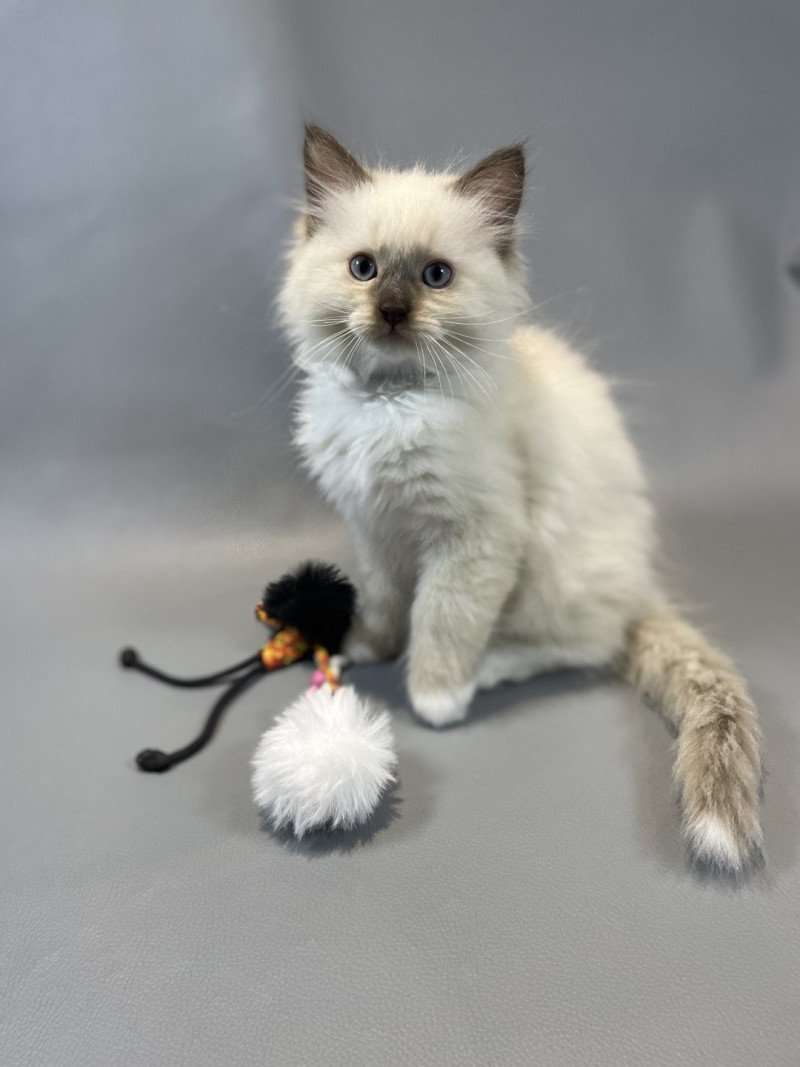 Z'Atlas De La Croisette Mâle Ragdoll