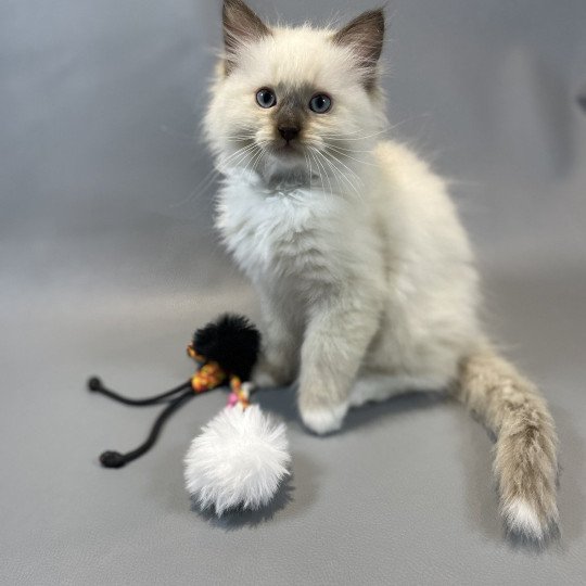 Z'Atlas De La Croisette Mâle Ragdoll