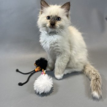 chaton Ragdoll chocolate mink mitted Z'Atlas Les Ragdolls de la Croisette chaton Ragdoll chocolate mink mitted Z'Atlas Les Ragdolls de la Croisette