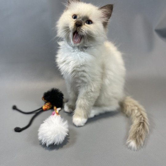 chaton Ragdoll chocolate mink mitted Z'Atlas Les Ragdolls de la Croisette