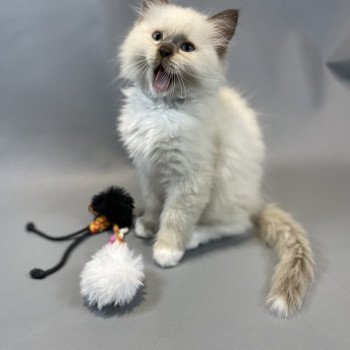 chaton Ragdoll chocolate mink mitted Z'Atlas Les Ragdolls de la Croisette chaton Ragdoll chocolate mink mitted Z'Atlas Les Ragdolls de la Croisette