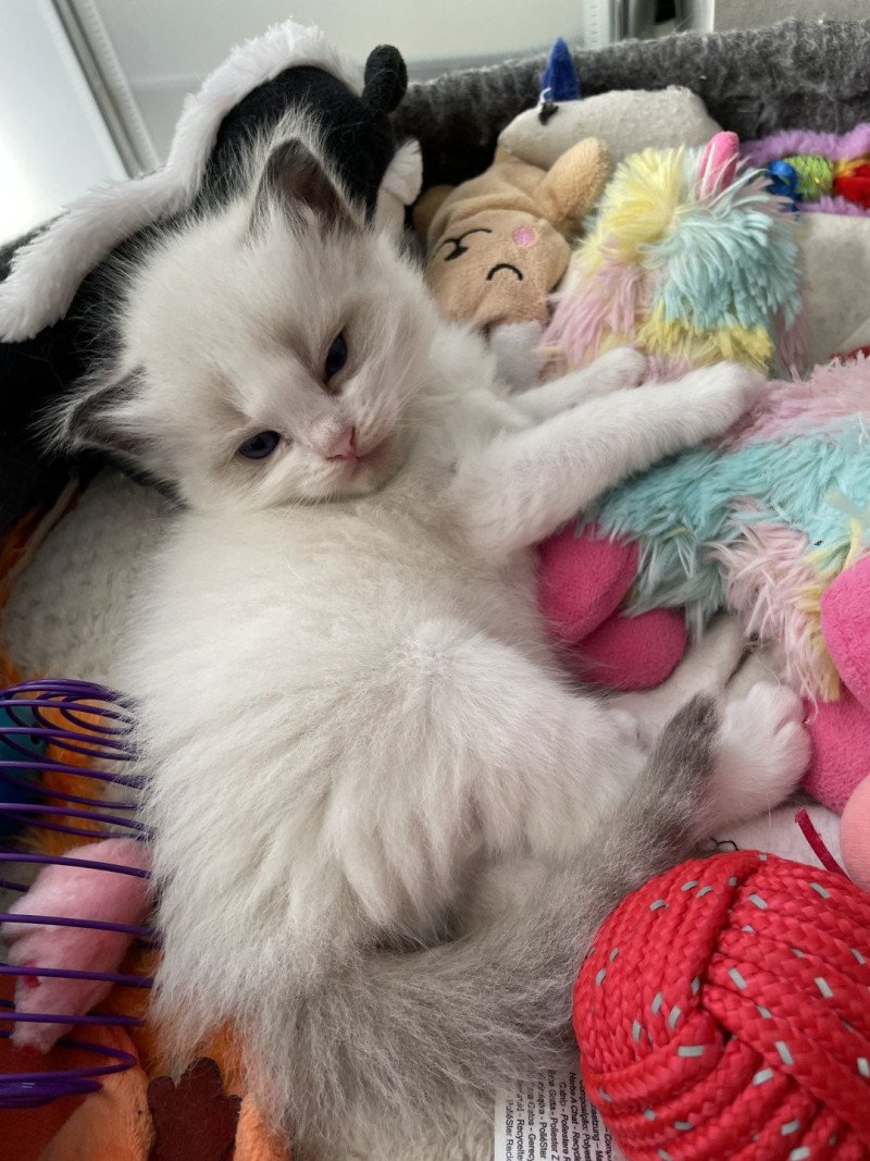 Gris De La Croisette Mâle Ragdoll