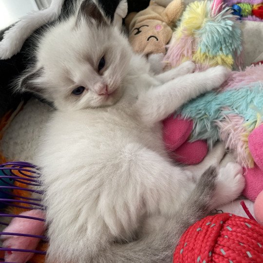 chaton Ragdoll Gris Les Ragdolls de la Croisette
