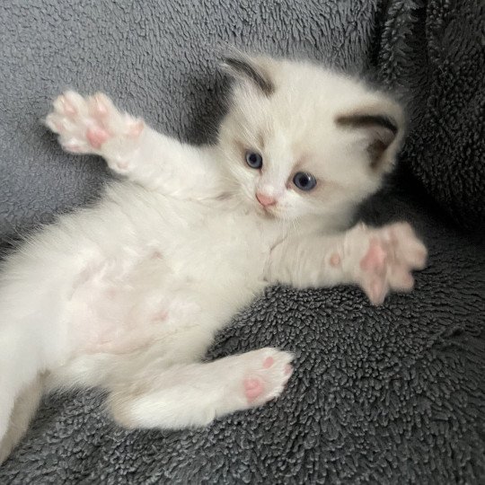 chaton Ragdoll seal point & blanc Gris Les Ragdolls de la Croisette