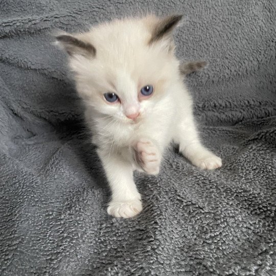 chaton Ragdoll seal point & blanc Gris Les Ragdolls de la Croisette