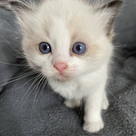chaton Ragdoll seal point & blanc Gris Les Ragdolls de la Croisette