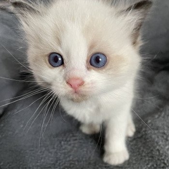 chaton Ragdoll seal point & blanc Gris Les Ragdolls de la Croisette chaton Ragdoll seal point & blanc Gris Les Ragdolls de la Croisette