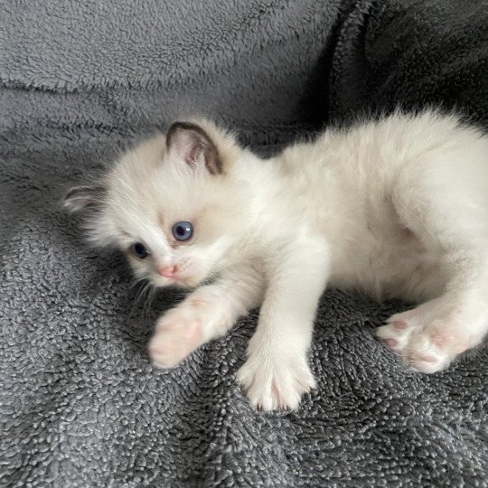 chaton Ragdoll seal point & blanc Gris Les Ragdolls de la Croisette