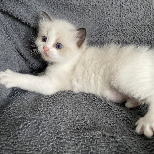 chaton Ragdoll seal point & blanc Gris Les Ragdolls de la Croisette