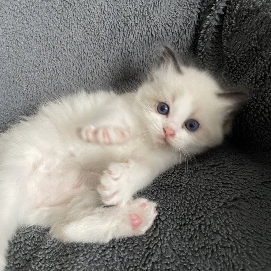 chaton Ragdoll seal point & blanc Gris Les Ragdolls de la Croisette