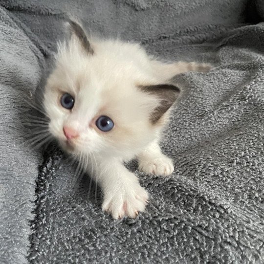 chaton Ragdoll seal point & blanc Gris Les Ragdolls de la Croisette