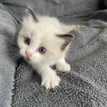 chaton Ragdoll seal point & blanc Gris Les Ragdolls de la Croisette chaton Ragdoll seal point & blanc Gris Les Ragdolls de la Croisette