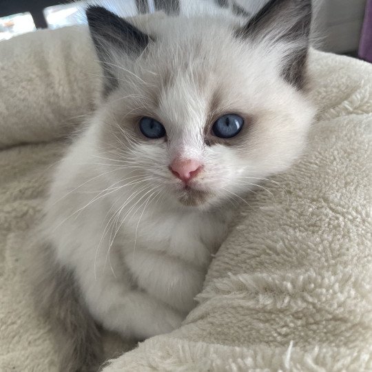 chaton Ragdoll seal point & blanc Athos gris Les Ragdolls de la Croisette
