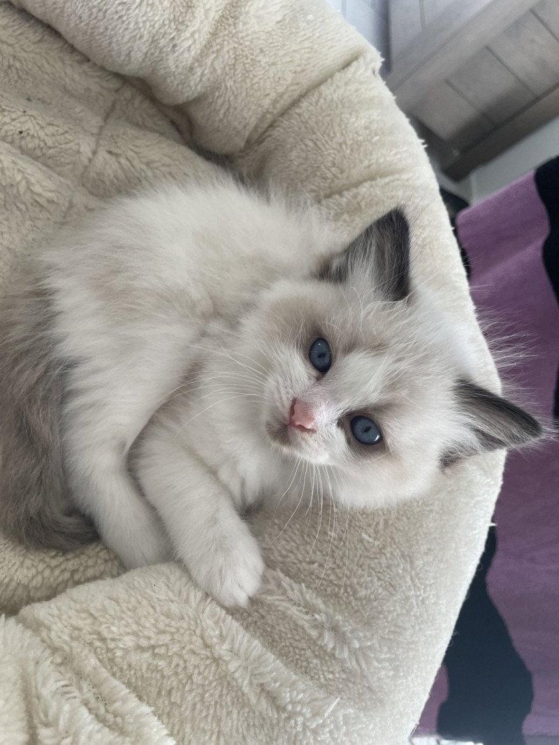 Athos gris De La Croisette Mâle Ragdoll