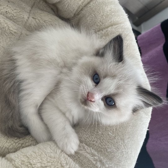 chaton Ragdoll seal point & blanc Athos gris Les Ragdolls de la Croisette