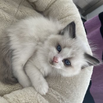 Athos gris De La Croisette Mâle Ragdoll