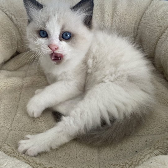 chaton Ragdoll seal point & blanc Athos gris Les Ragdolls de la Croisette