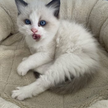 chaton Ragdoll seal point & blanc Athos gris Les Ragdolls de la Croisette chaton Ragdoll seal point & blanc Athos gris Les Ragdolls de la Croisette