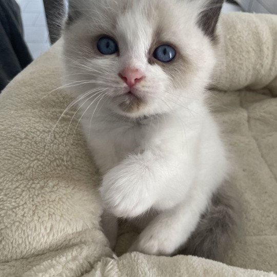 chaton Ragdoll seal point & blanc Athos gris Les Ragdolls de la Croisette