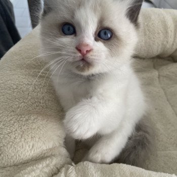 chaton Ragdoll seal point & blanc Athos gris Les Ragdolls de la Croisette chaton Ragdoll seal point & blanc Athos gris Les Ragdolls de la Croisette