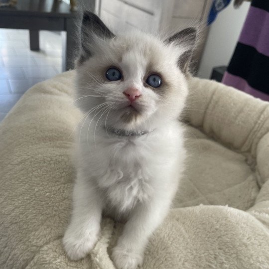 chaton Ragdoll seal point & blanc Athos gris Les Ragdolls de la Croisette