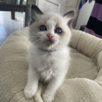 chaton Ragdoll seal point & blanc Athos gris Les Ragdolls de la Croisette chaton Ragdoll seal point & blanc Athos gris Les Ragdolls de la Croisette