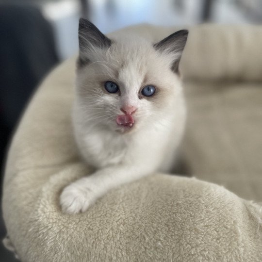 chaton Ragdoll seal point & blanc Athos gris Les Ragdolls de la Croisette
