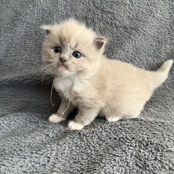 chaton Ragdoll Gris Les Ragdolls de la Croisette