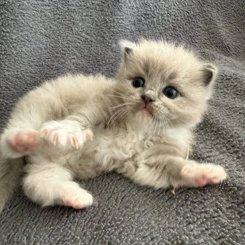 chaton Ragdoll Gris Les Ragdolls de la Croisette