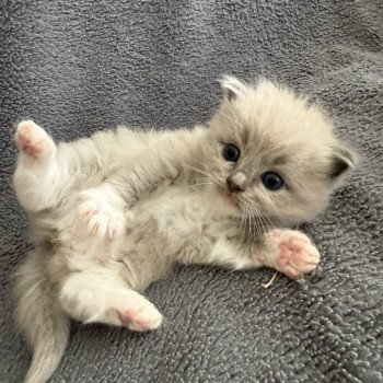 chaton Ragdoll Gris Les Ragdolls de la Croisette